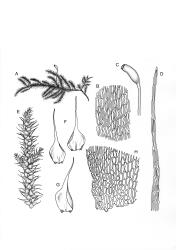 Fifea. A–H: F. aciphylla. A, habit with capsule. B, mid laminal cells of branch leaf. C, capsule. D, apex of branch leaf. E, branch detail. F, branch leaves. G, frond axis leaf. H, alar cells of branch leaf. Drawn from A.J. Fife 9168, CHR 476986.
 Image: R.C. Wagstaff © New Zealand Institute for Bioeconomy Science Limited 2026 CC-BY 3.0 NZ